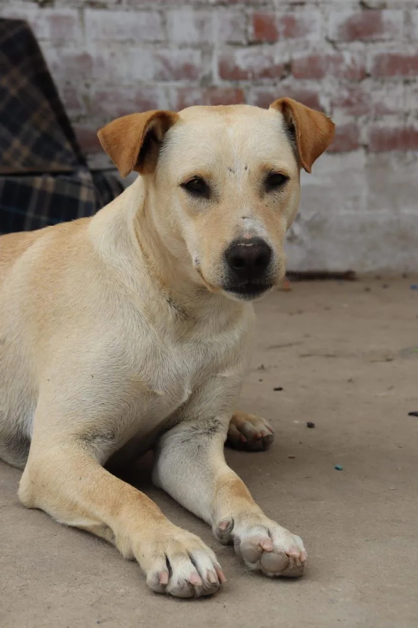 Gringo, perrito mestizo de tamaño mediano y color marrón.