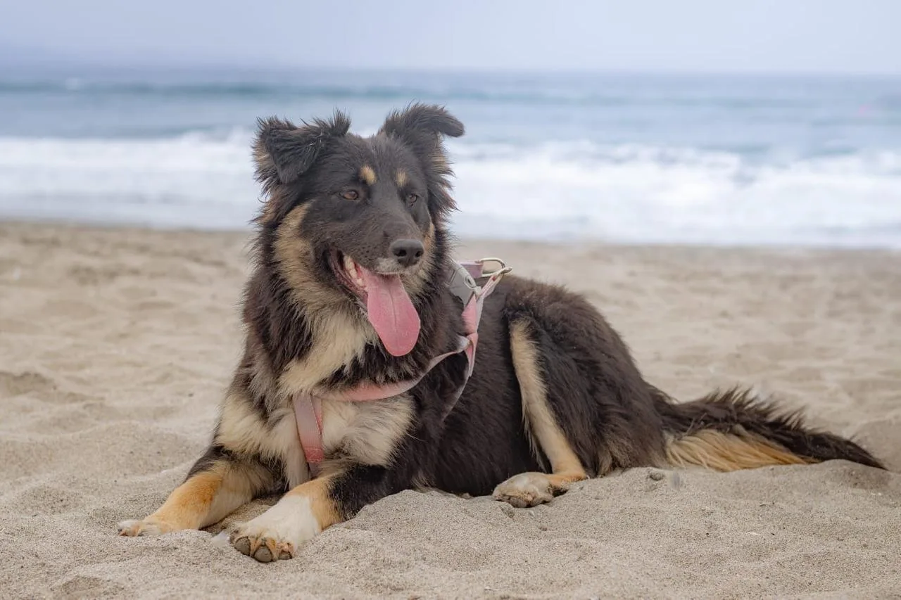 Negra, perrita mestiza de tamaño mediano y color marron con crema.