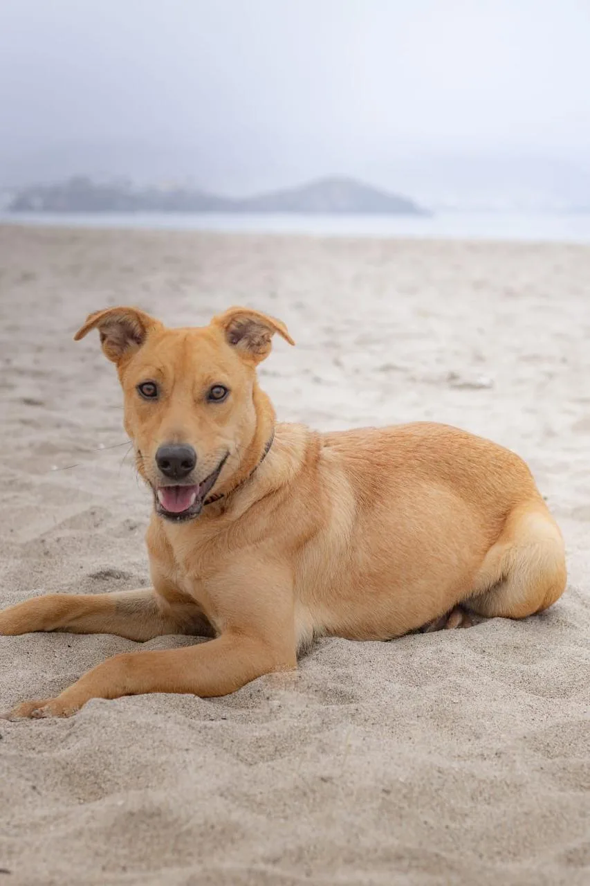 Niña, perrita mestiza de tamaño mediano y color marrón claro.